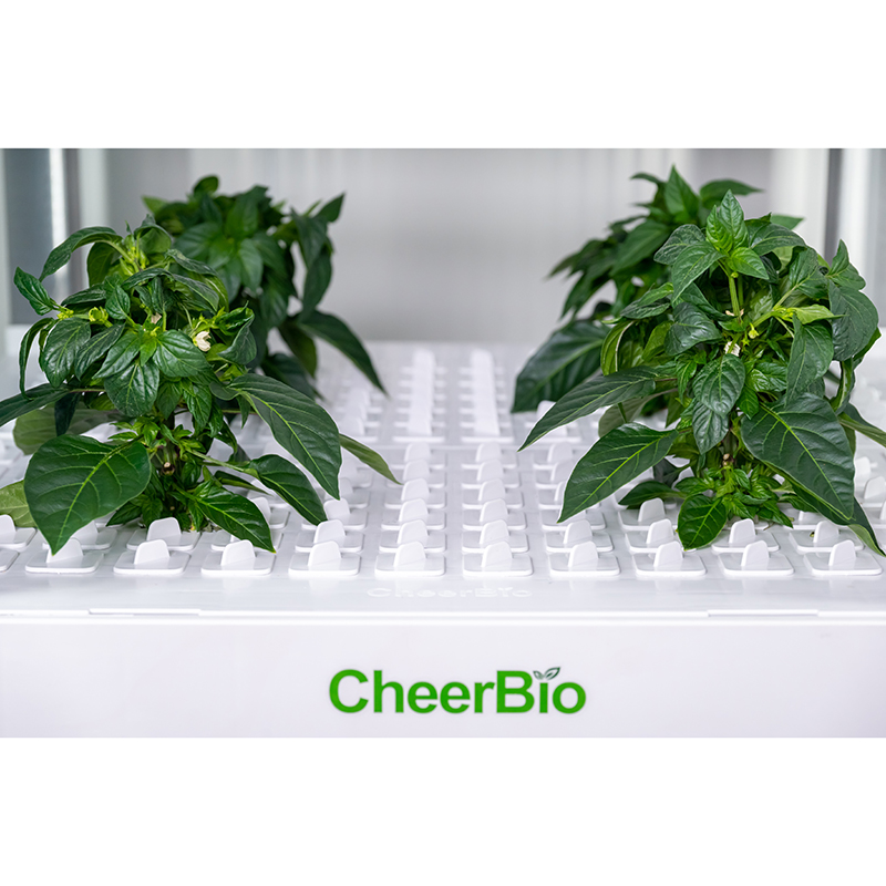 Nuevo Sistema de Plantación In - Indoor Garden Kit reseña y precio
