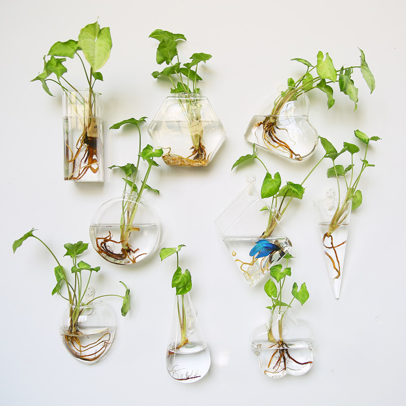 Terrario de vidrio para colgar - Self Watering Planter reseña y precio
