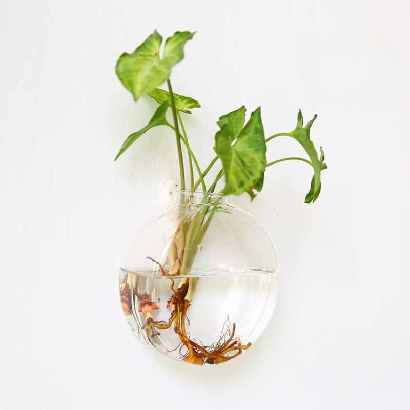 Terrario de vidrio para colgar - Self Watering Planter reseña y precio